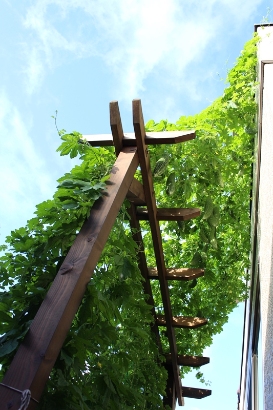 グリーンカーテン用パーゴラをDIYで建立
