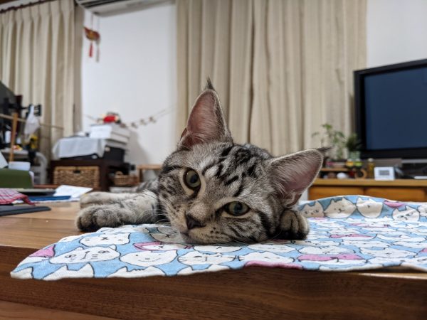 キバナコスモスとまったり銀助