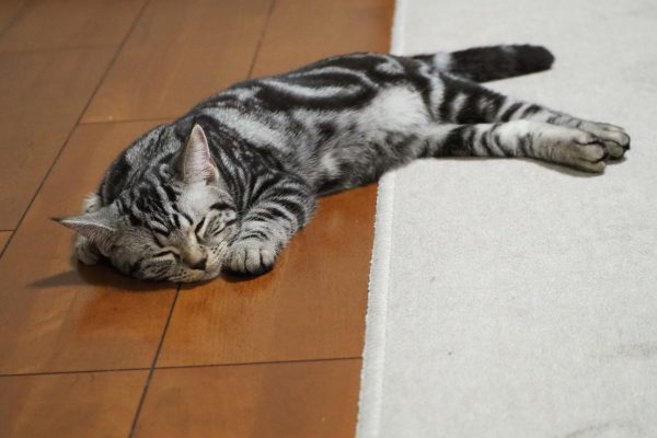 ねむいよねぇ?