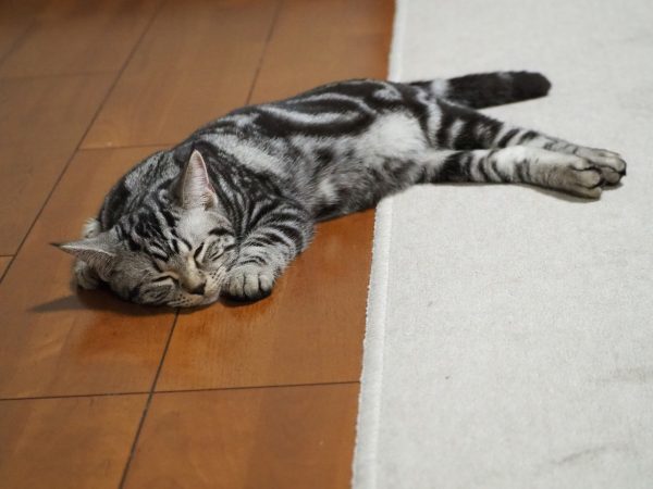 ねむいよねぇ?