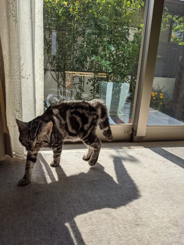 敵を見つけたようです