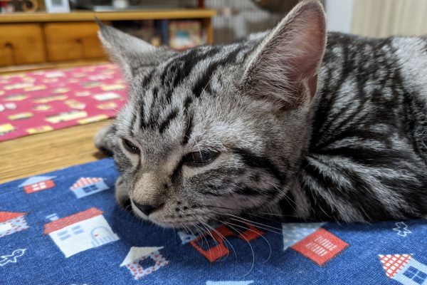 猫をかぶっていたのは初日だけ…