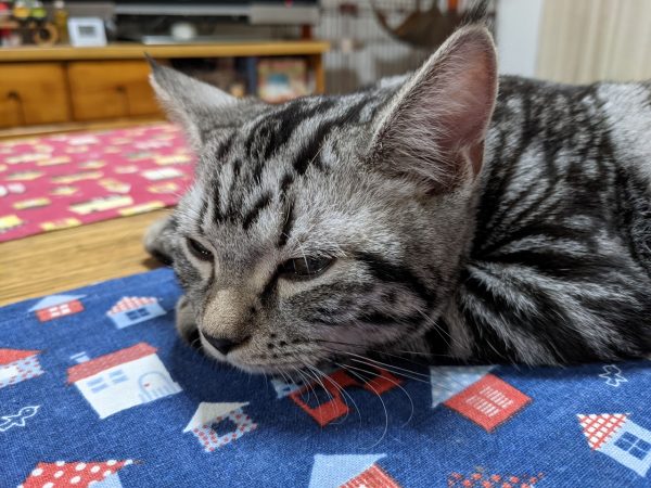 猫をかぶっていたのは初日だけ…
