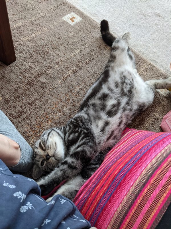 2階の存在を知る猫さん