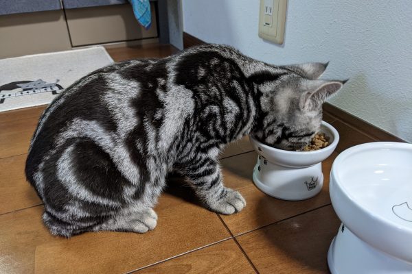 もみこみ職人