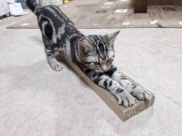 はじめての爪とぎ