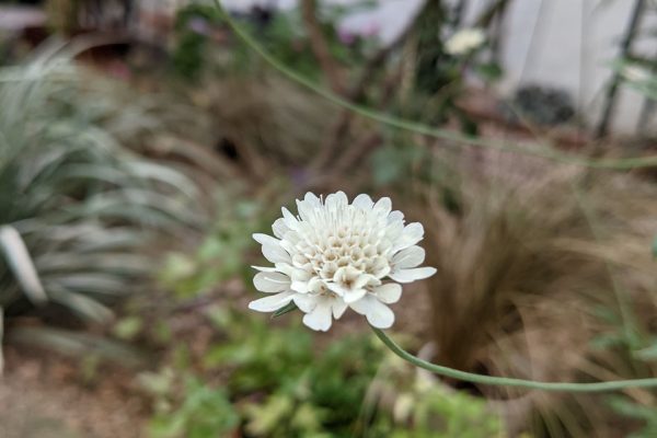 白いスカビオサが咲いた?