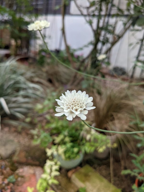 白いスカビオサが咲いた?