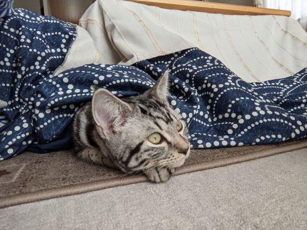 こたつねこ?