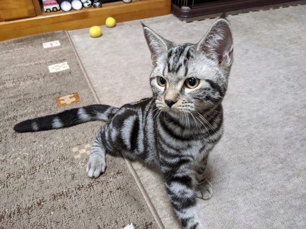 猫さん、はじめまして。