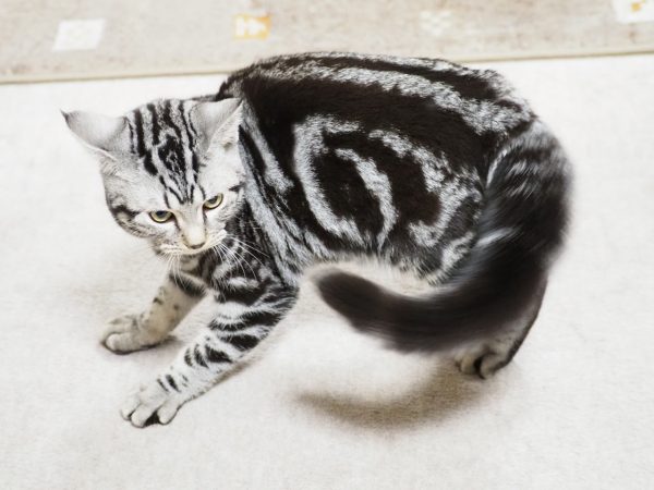 スーパーニャイヤ人（＝う?こマン）