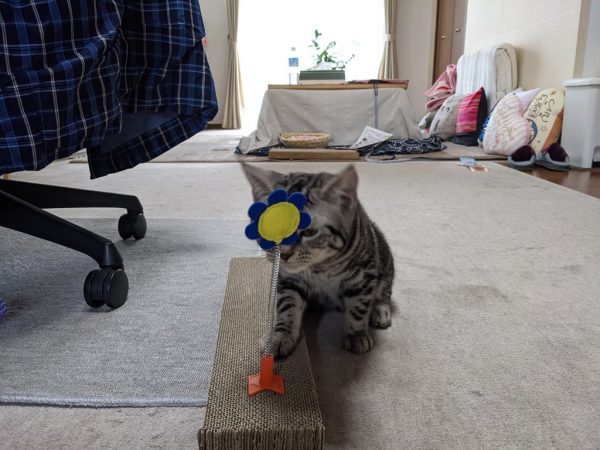 シュンッ?ビシッ??
