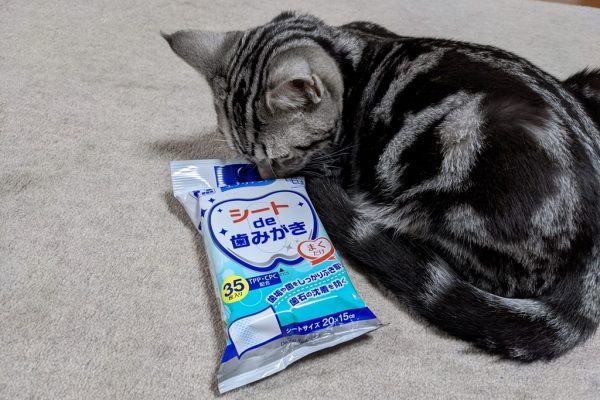 猫の乳歯?