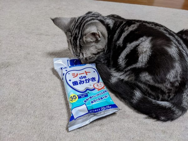 猫の乳歯?