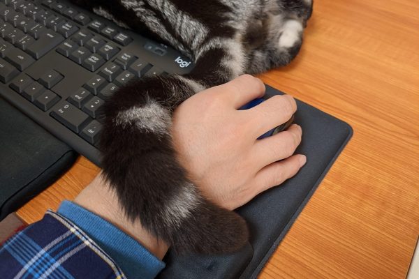 花数の増えたバニーイヤー｜マウス用ヒーター