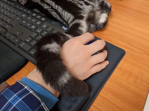 花数の増えたバニーイヤー｜マウス用ヒーター