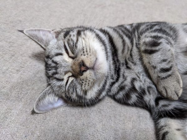 猫が落ちている