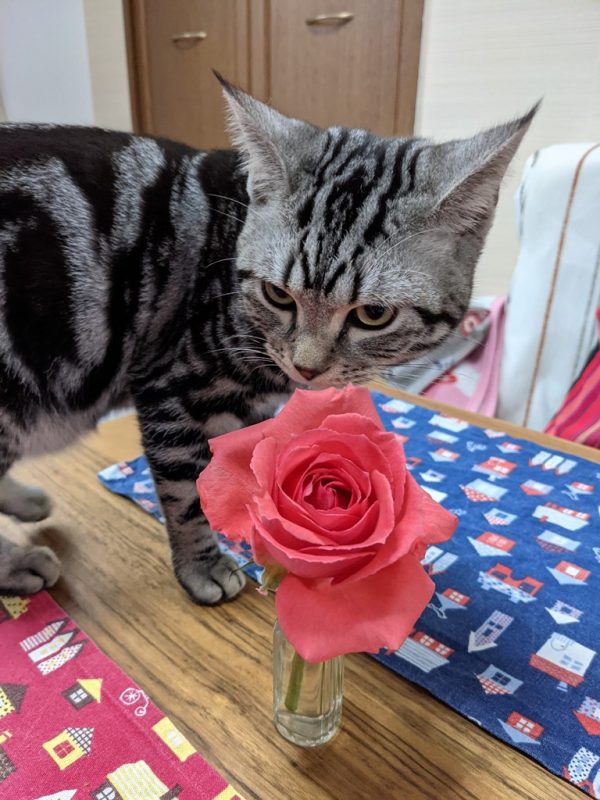つる薔薇?アメリカとアメショー?銀助