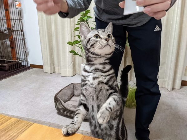 40株の苗とおやつくれ～