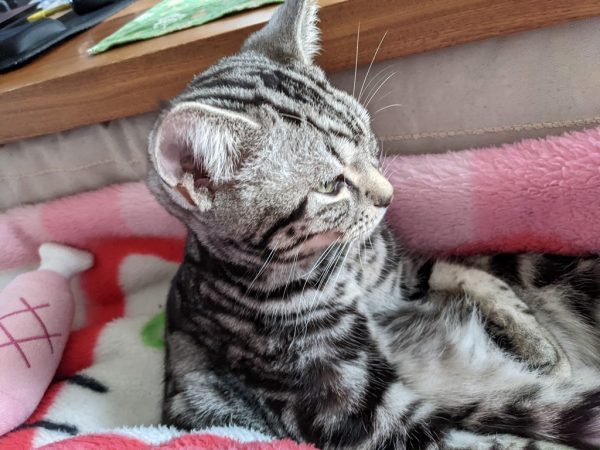 あれボク寝てました？