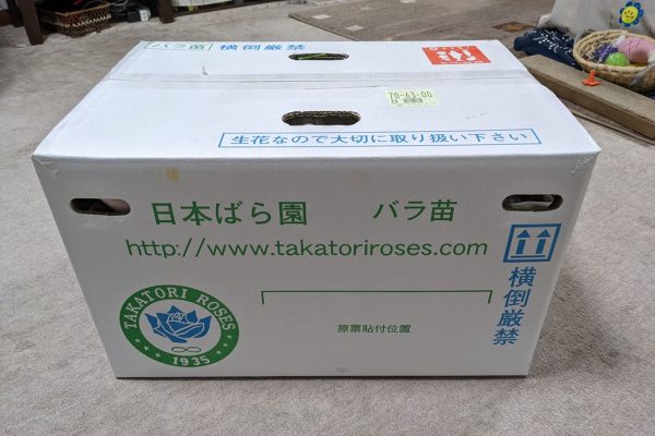 木立性のバラ苗を５株購入