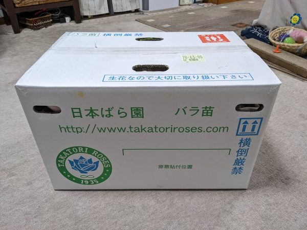 木立性のバラ苗を５株購入