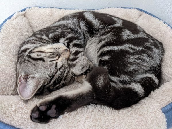 銀ちゃんの新しいベッド