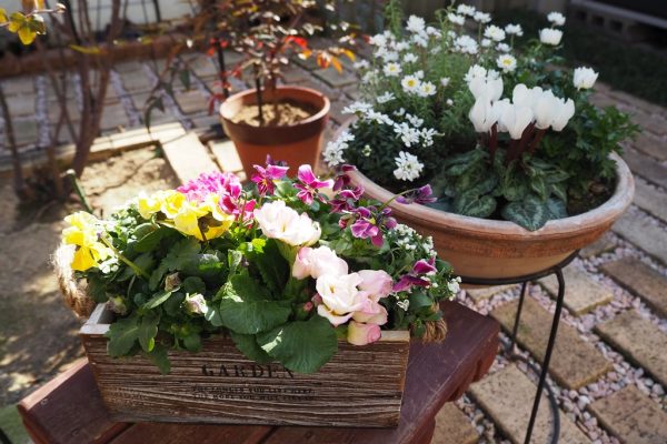 雪と寄せ植え