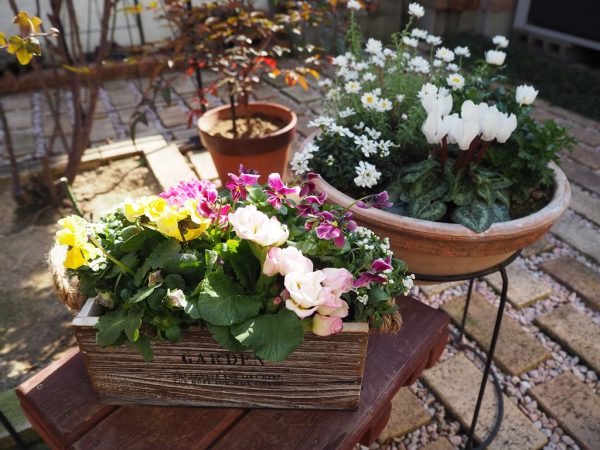 雪と寄せ植え