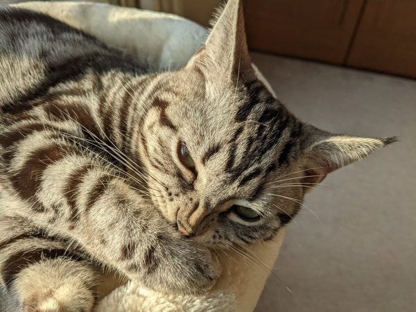 バニーイヤーとガジガジとイチゴパフェ