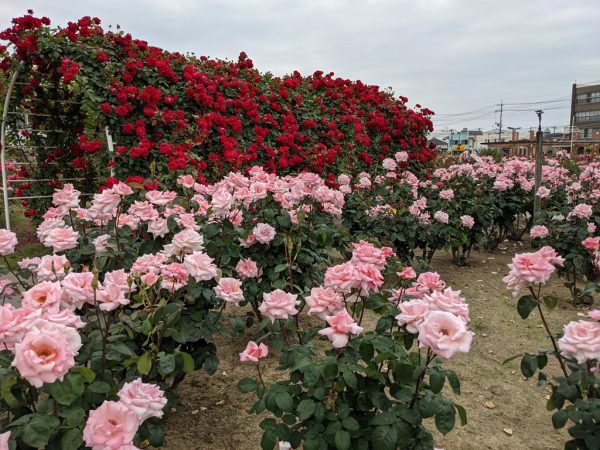 ばらのまち福山のばらスポット