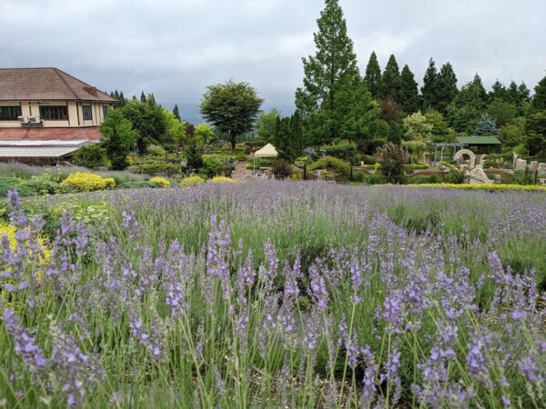 花をめぐる旅。銀ちゃんのお泊り保育