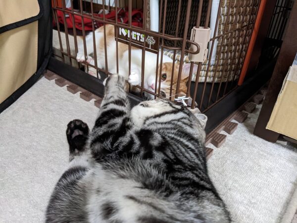 お近づきになった瞬間っ！
