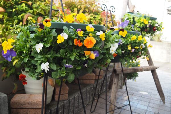 思い出せない花の名前にフタをする花🌼