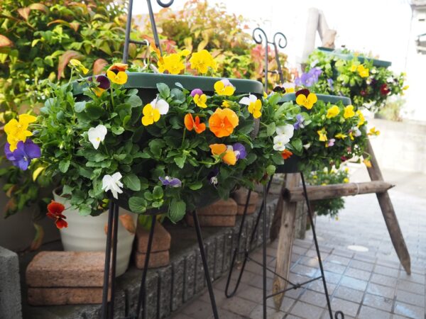 思い出せない花の名前にフタをする花🌼