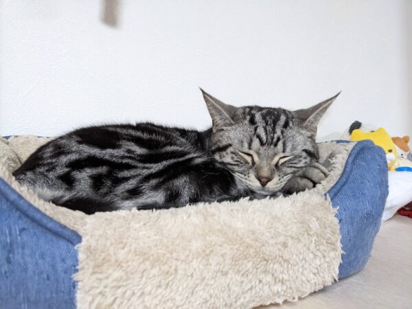 新しいお昼寝の場所🐱