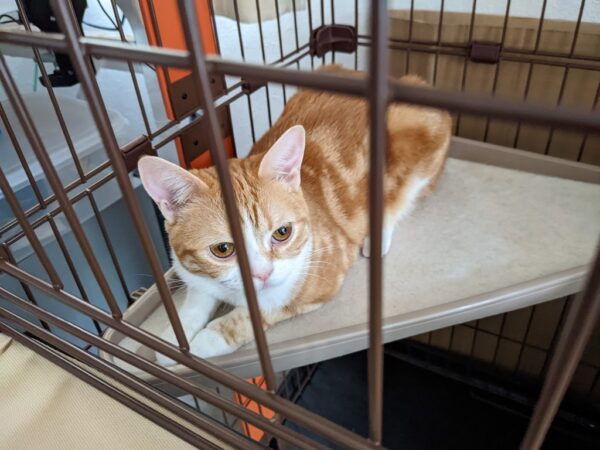 お庭造り10年目突入。うみちゃんご発情🙀