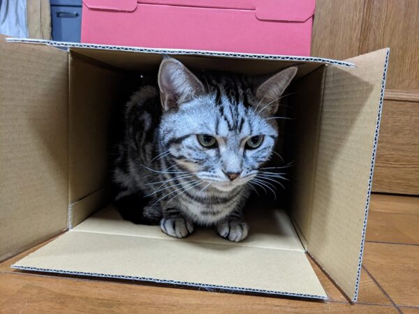 大人気ダンボールハウス🏠と沈丁花