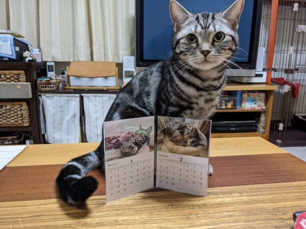 銀ちゃんカレンダー2023年上半期バージョン