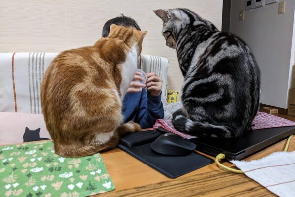 父ちゃん、なんでなん？😿