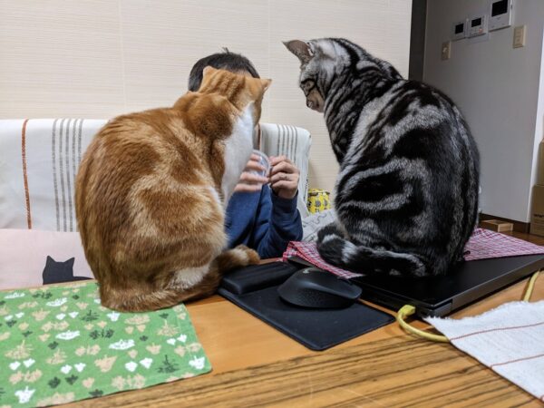 父ちゃん、なんでなん？😿
