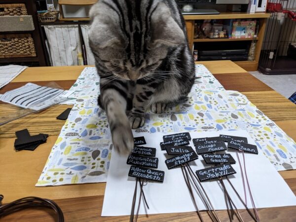 自作ネームプレートと二足で立つ猫ちゃん