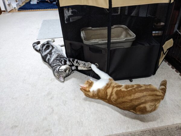 やさしい遊び🐱🐾