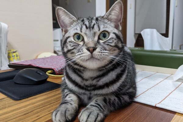 猫カレンダー2023年下半期