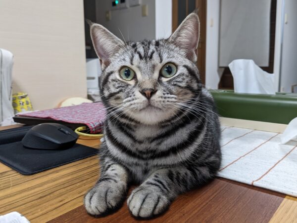 猫カレンダー2023年下半期