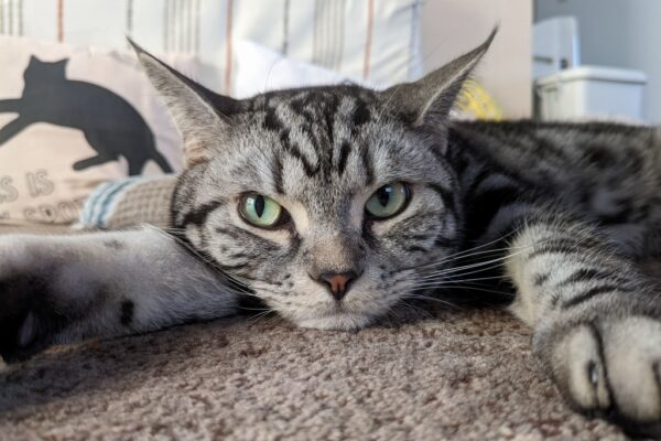 猫たちの残暑