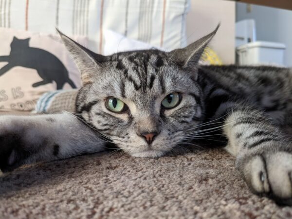 猫たちの残暑