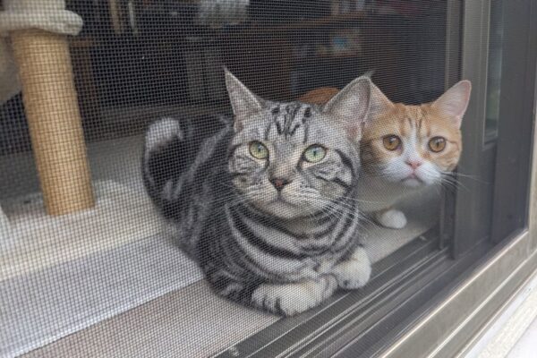 秋気配を感じる庭と猫