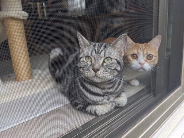 秋気配を感じる庭と猫