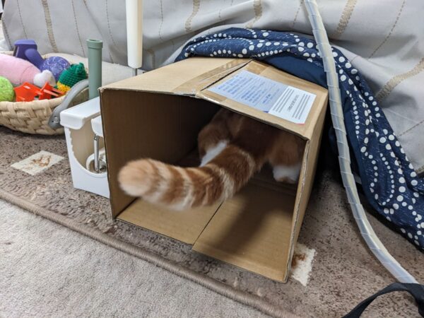 こたつトンネルと仲良し💕